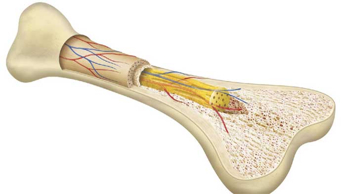 مغز استخوان