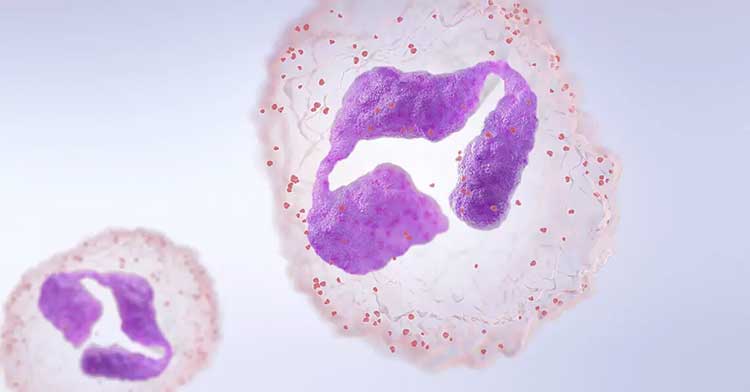 گلبول‌های سفید